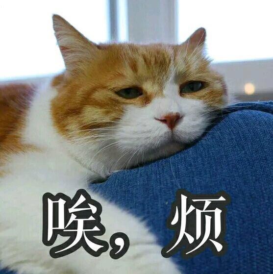 七年之痒就这样来了铲屎官和猫咪的生活该如何继续下去