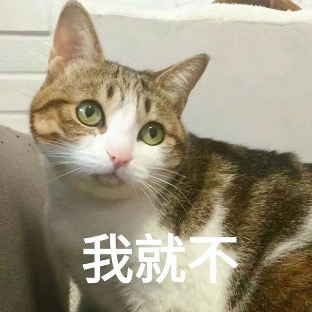 猫到底能有多“贱”？网民：真没想到